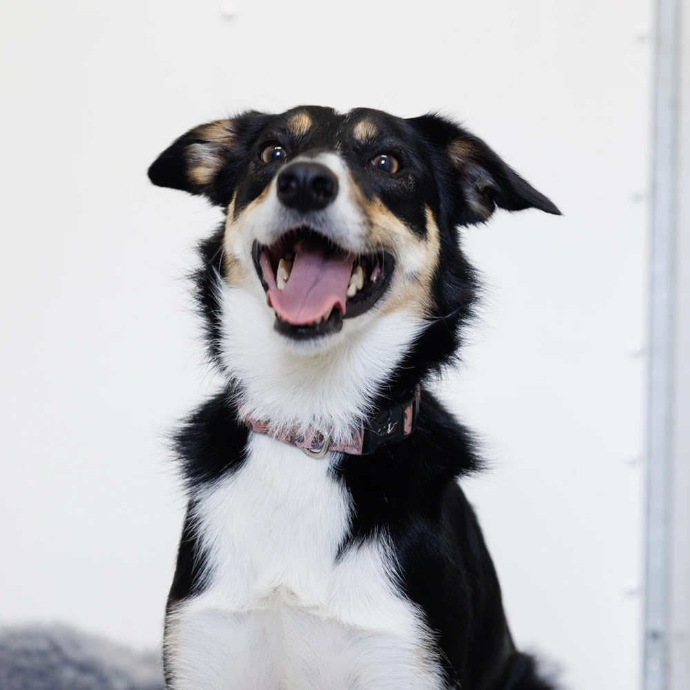 an image of one of the dog's at dog's aid animal shelter