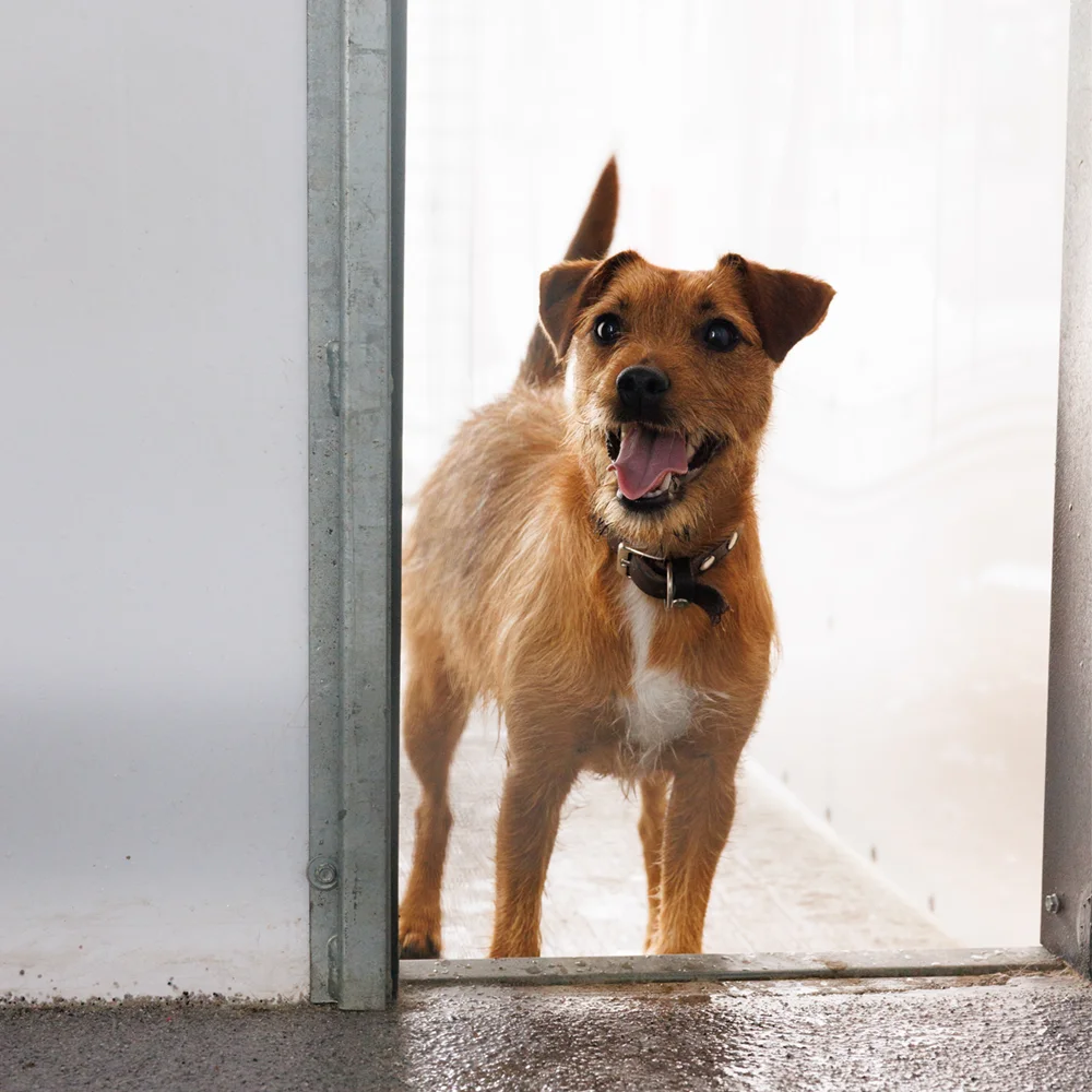 an image of one of the dog's at dog's aid animal shelter