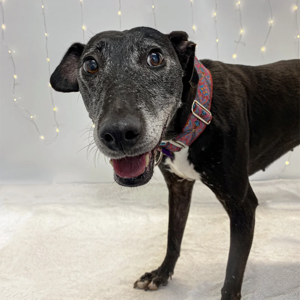 an image of one of the dog's at dog's aid animal shelter