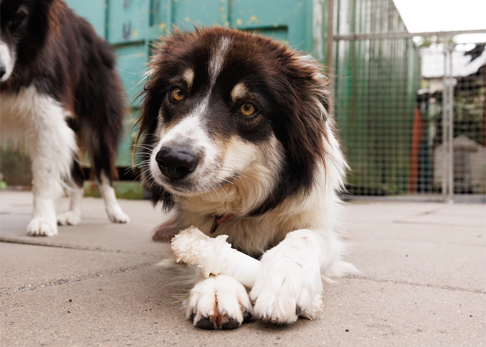 an image of one of the dog's at dog's aid animal shelter