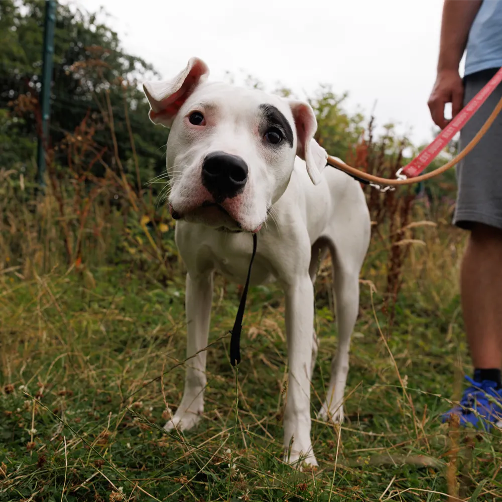 an image of one of the dog's at dog's aid animal shelter