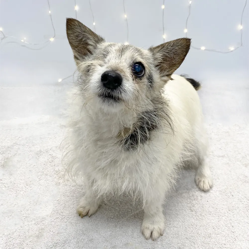 an image of one of the dog's at dog's aid animal shelter