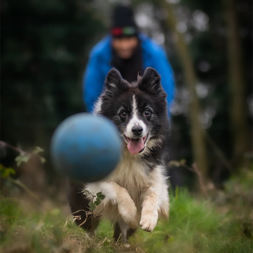 an image of one of the dog's at dog's aid animal shelter with one of the volunteers
