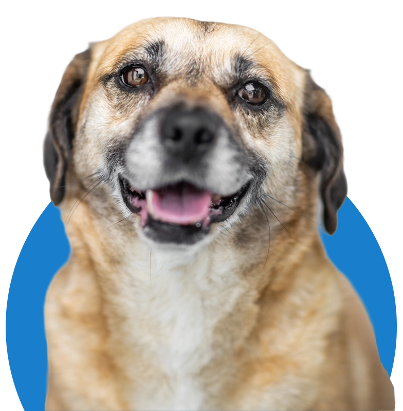 an image of one of the dog's at dog's aid animal shelter