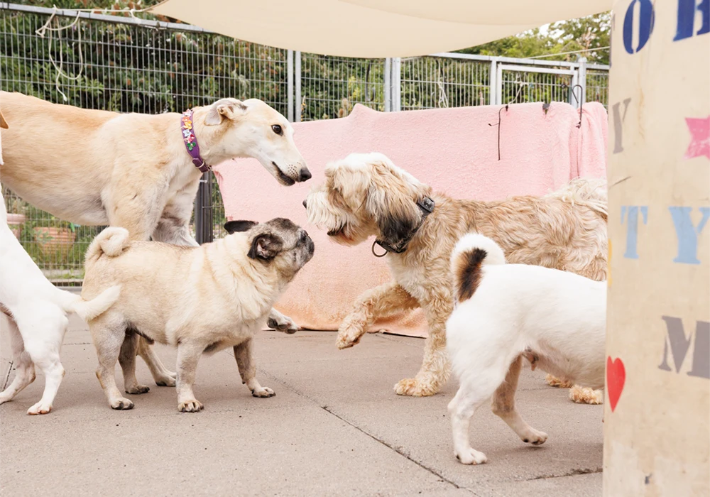 an image of one of the dog's at dog's aid animal shelter