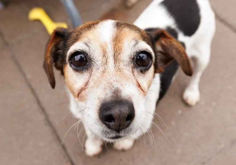 an image of one of the dog's at dog's aid animal shelter