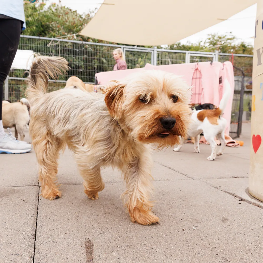 an image of one of the dog's at dog's aid animal shelter