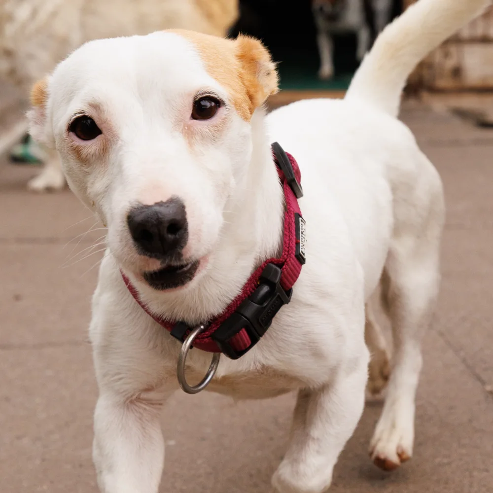 an image of one of the dog's at dog's aid animal shelter