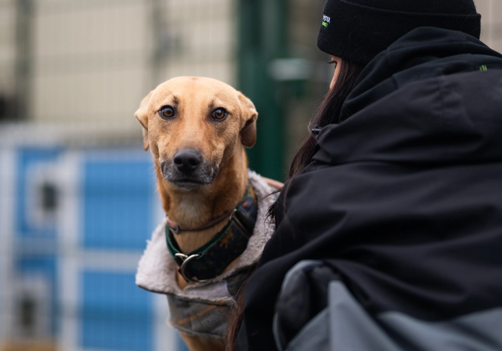 an image of one of the dog's at dog's aid animal shelter