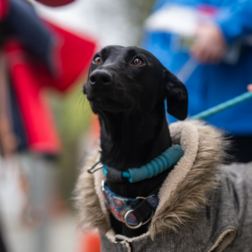 an image of one of the dog's at dog's aid animal shelter