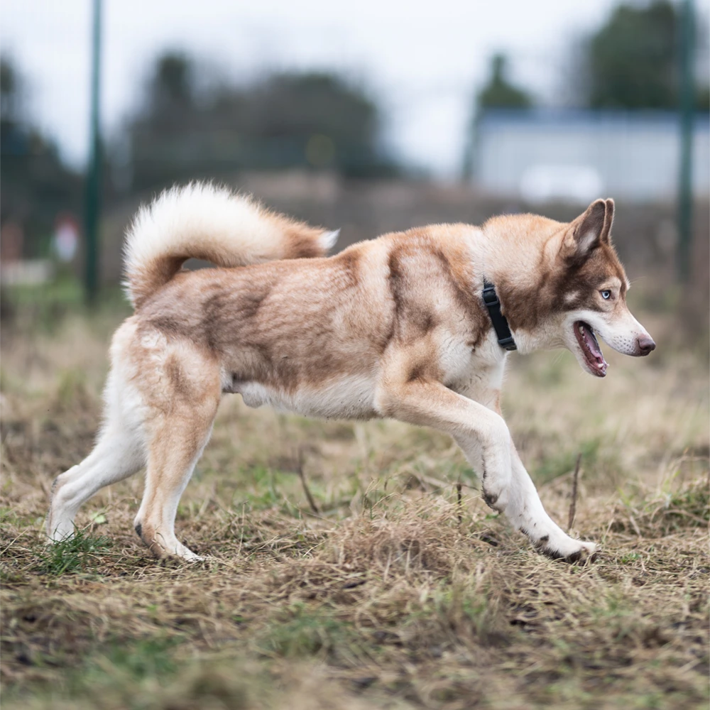 an image of one of the dog's at dog's aid animal shelter
