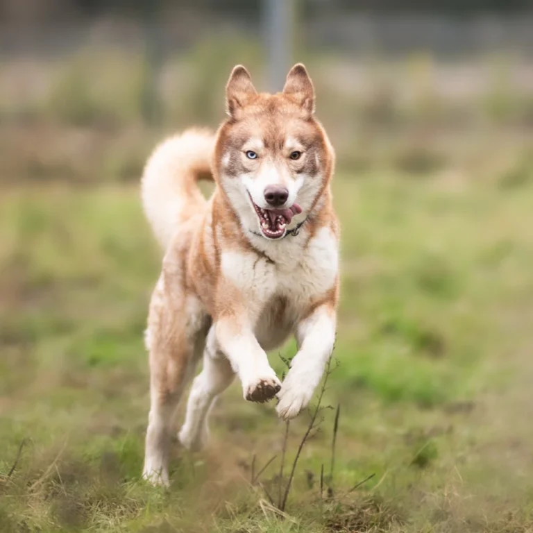 an image of one of the dog's at dog's aid animal shelter
