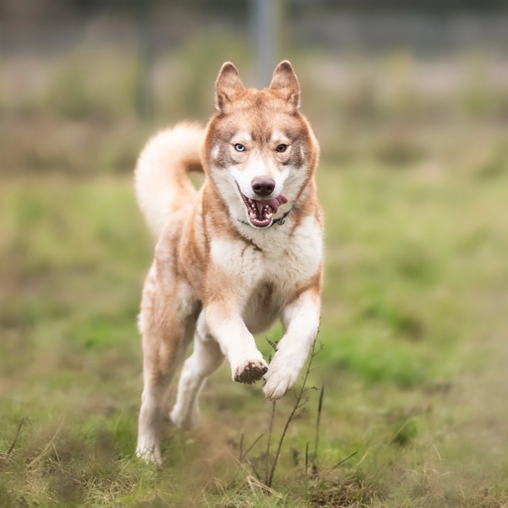 an image of one of the dog's at dog's aid animal shelter