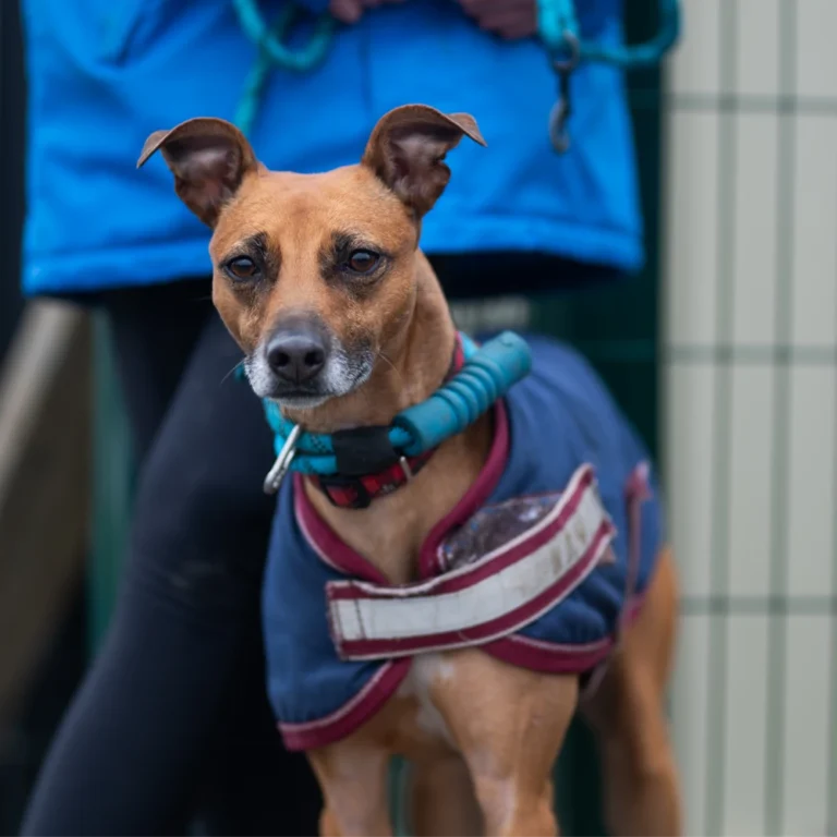 an image of one of the dog's at dog's aid animal shelter