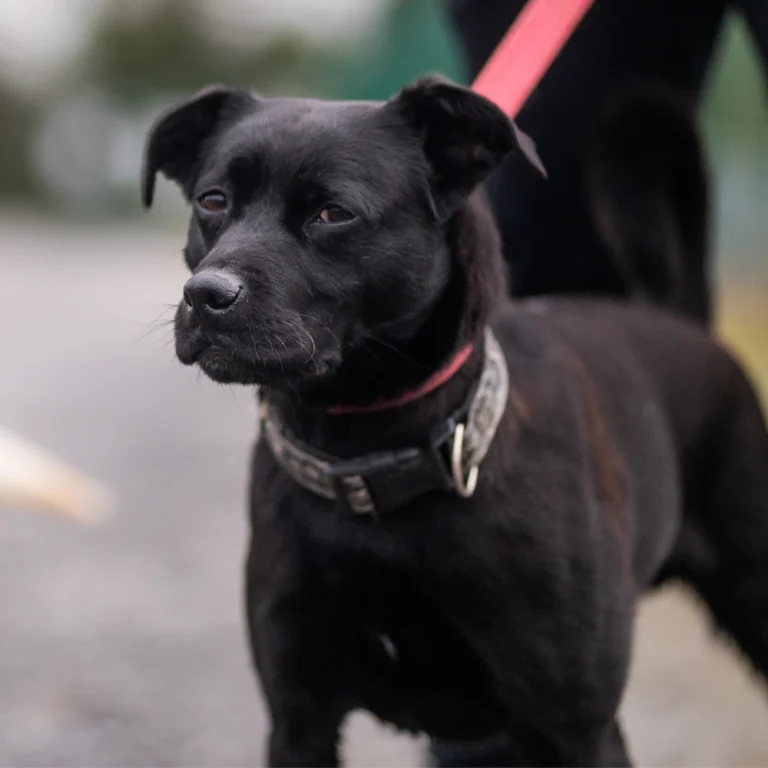 an image of one of the dog's at dog's aid animal shelter