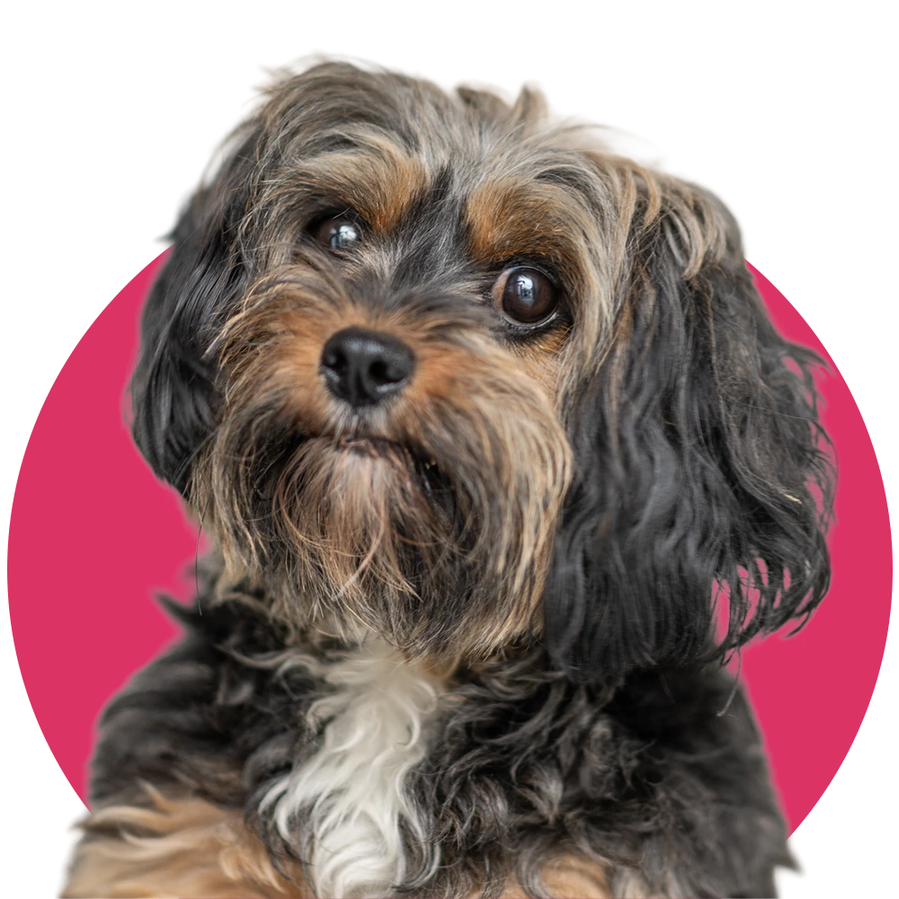 an image of one of the dog's at dog's aid animal shelter