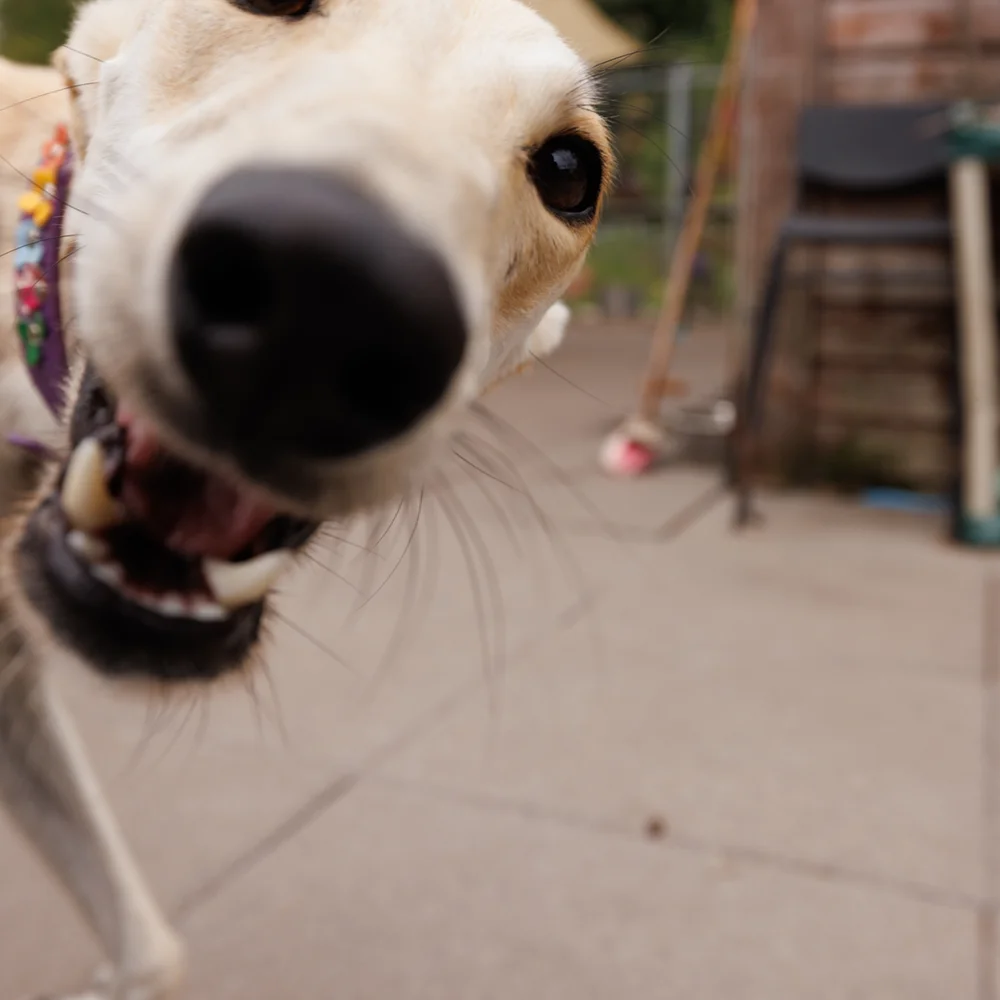 an image of one of the dog's at dog's aid animal shelter