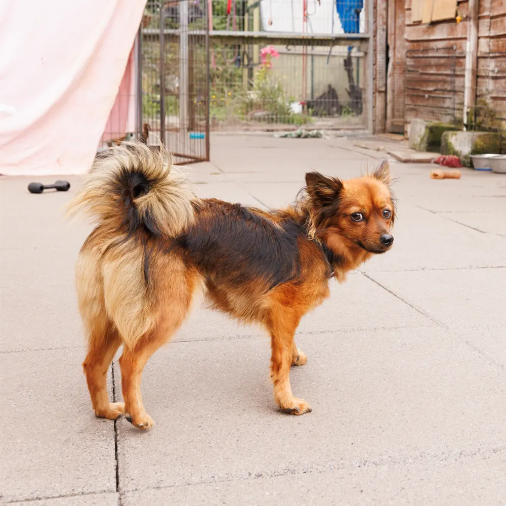 an image of one of the dog's at dog's aid animal shelter