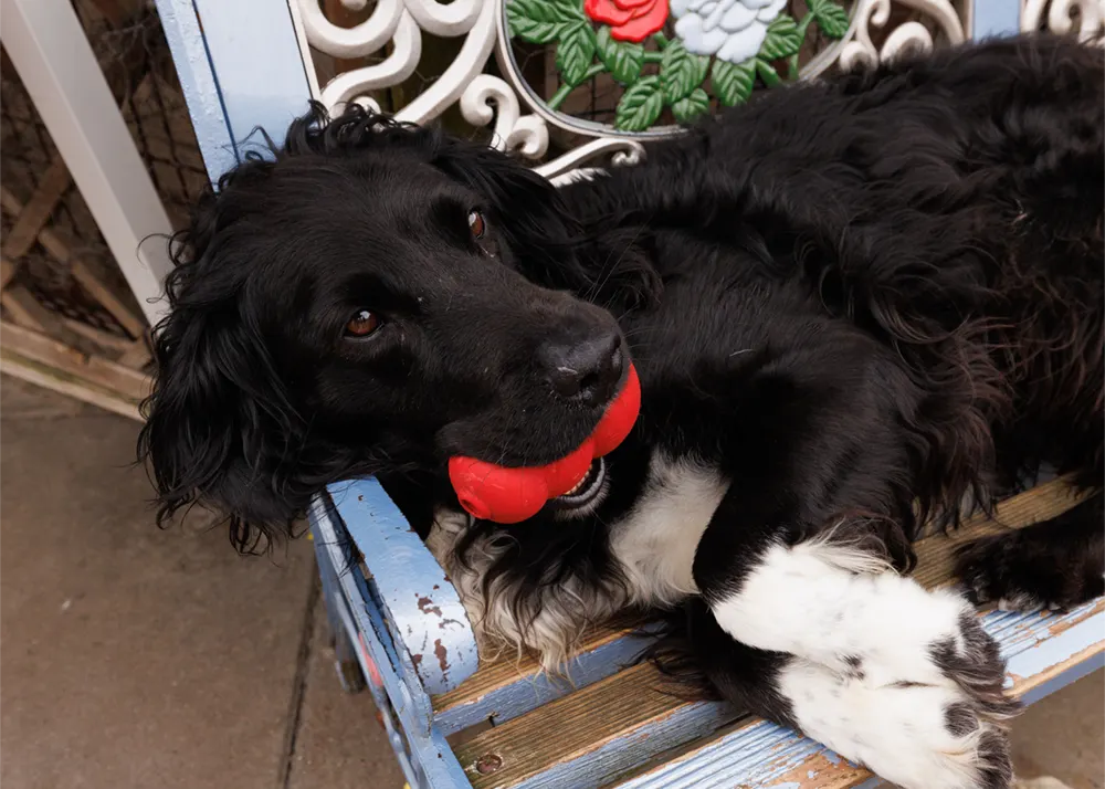 an image of one of the dog's at dog's aid animal shelter
