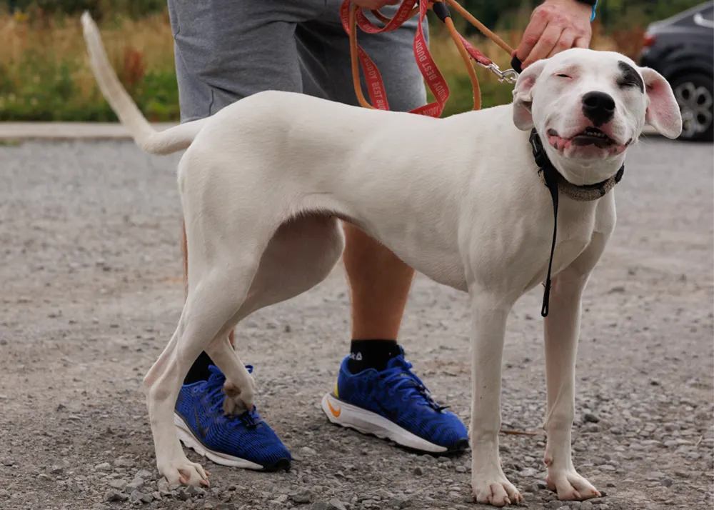 an image of one of the dog's at dog's aid animal shelter