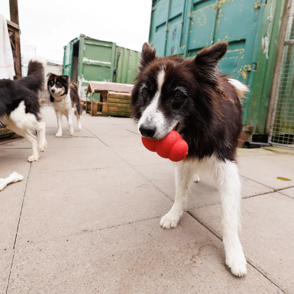 an image of one of the dog's at dog's aid animal shelter