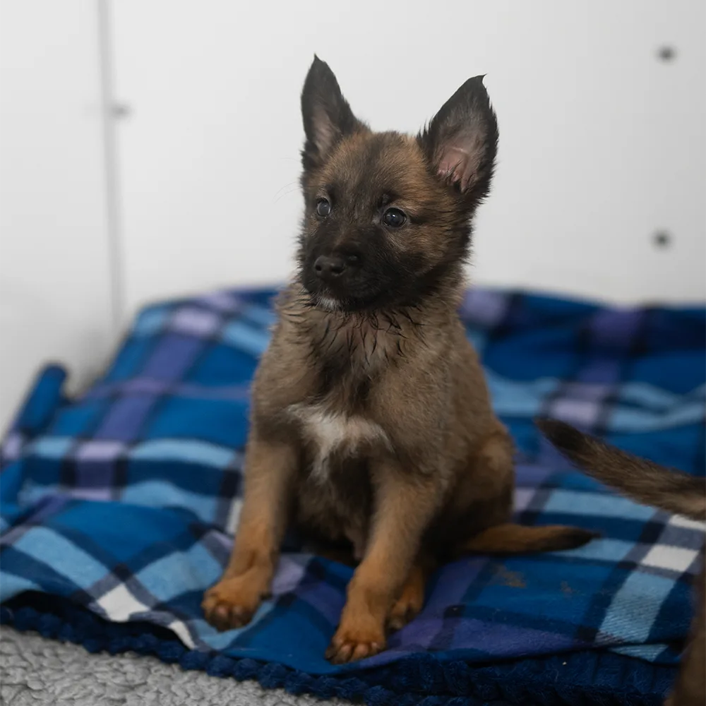 an image of one of the dog's at dog's aid animal shelter