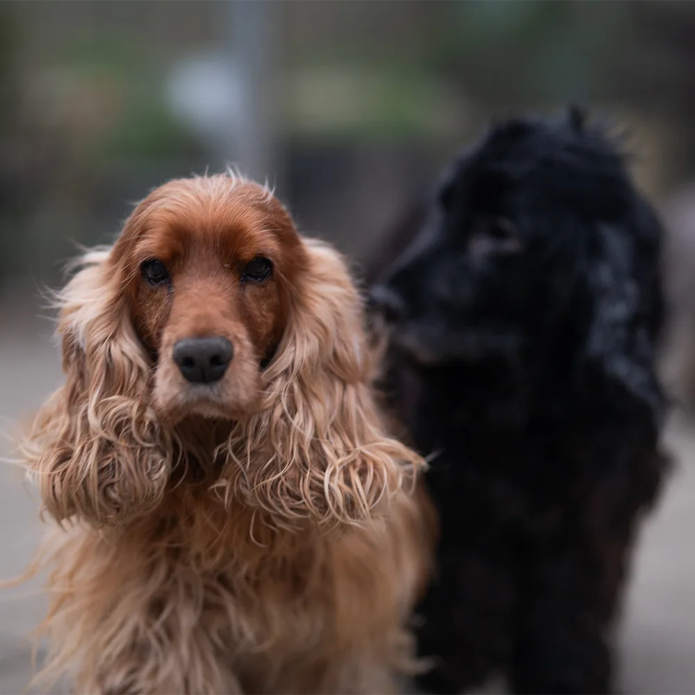an image of one of the dog's at dog's aid animal shelter