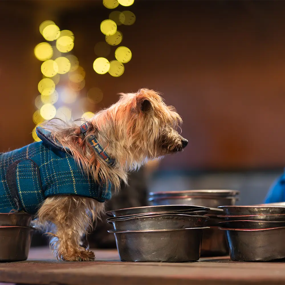 an image of one of the dog's at dog's aid animal shelter