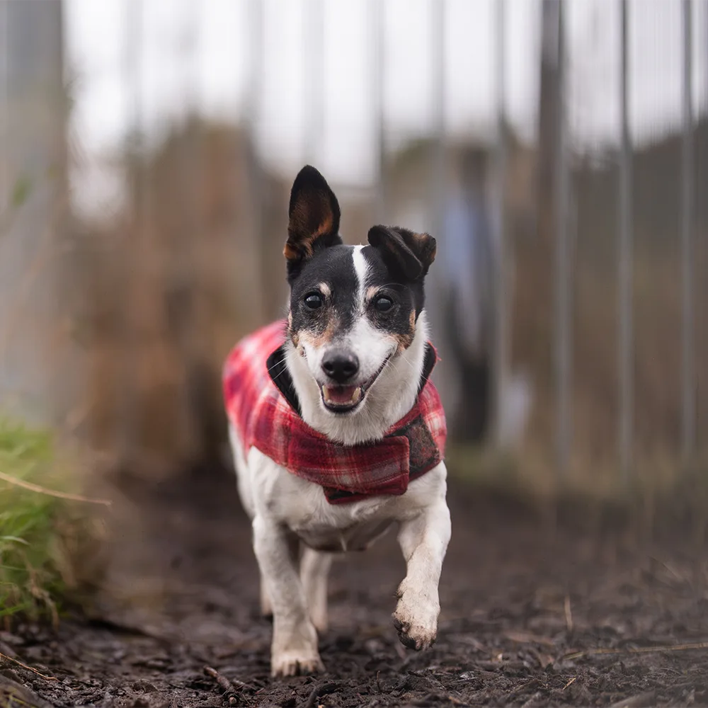 an image of one of the dog's at dog's aid animal shelter