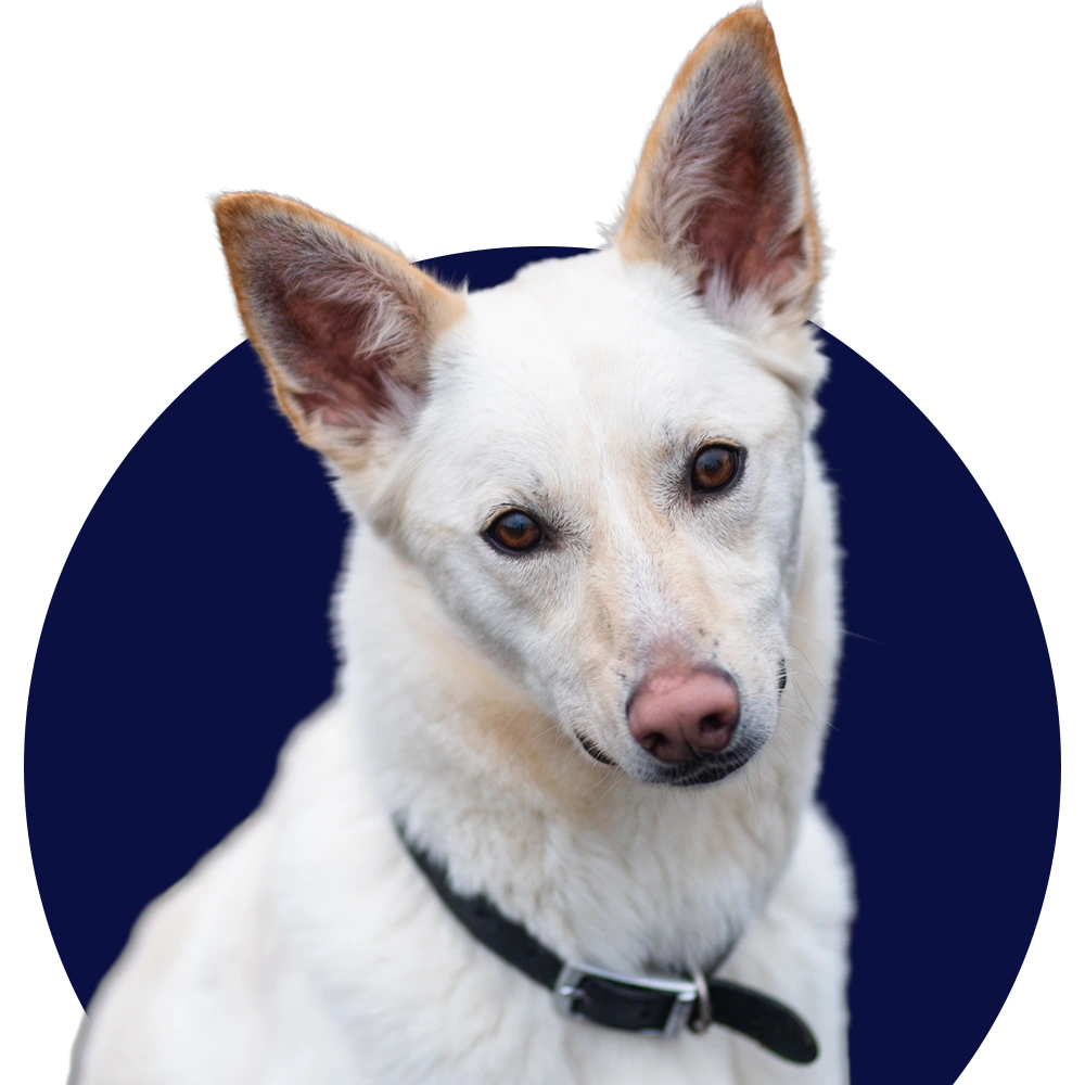 an image of one of the dog's at dog's aid animal shelter