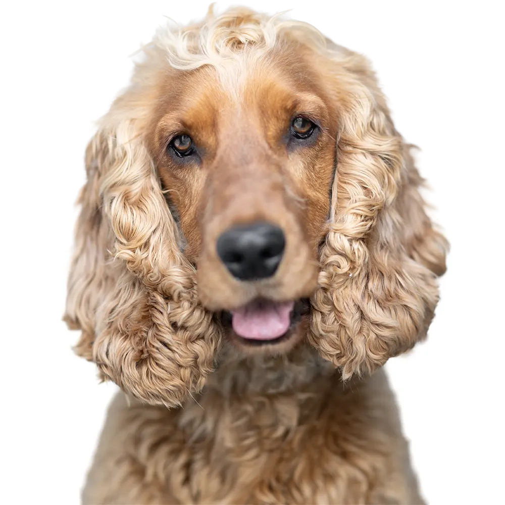 an image of one of the dog's at dog's aid animal shelter