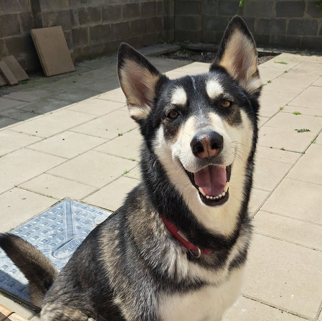 Balto
