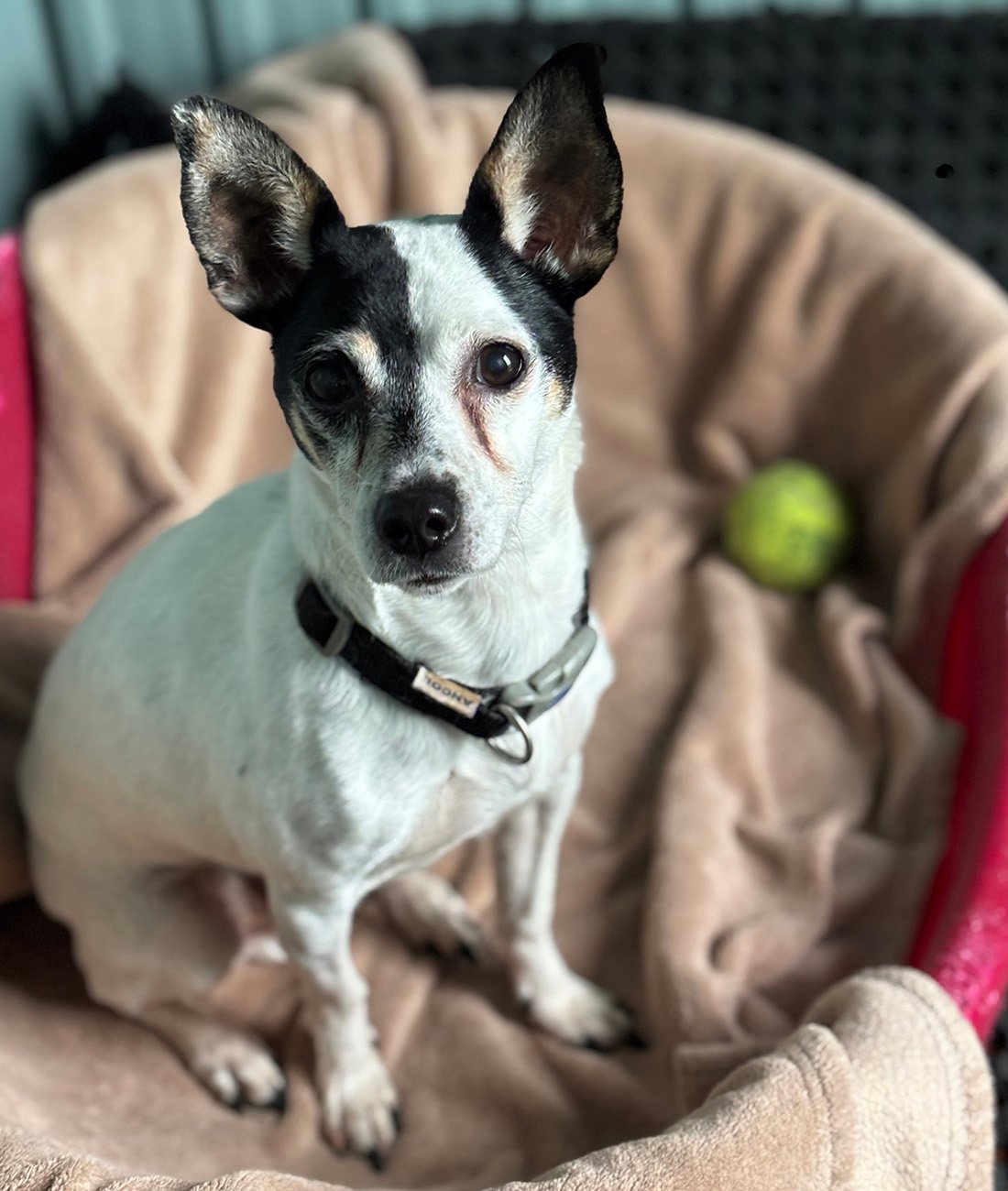 Buddy12