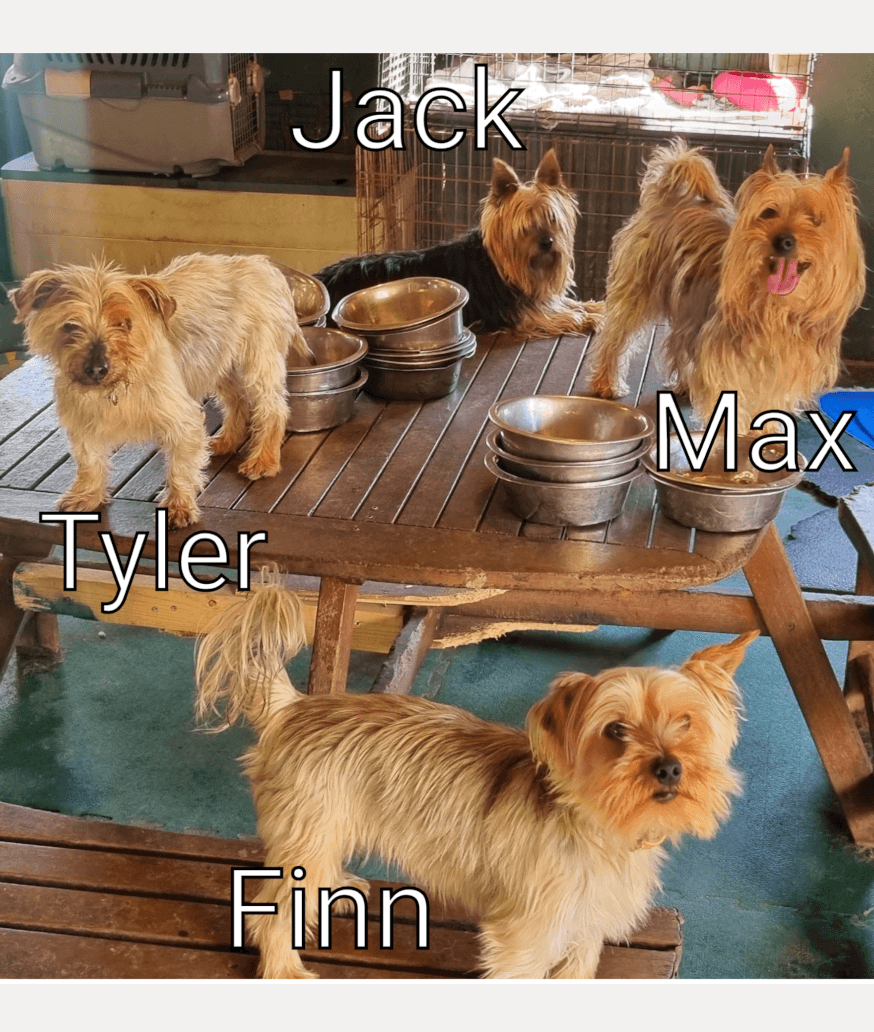 Photo-Collage-Maker_1uMGJx