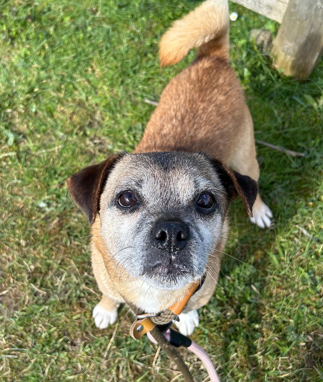 Tyson 03